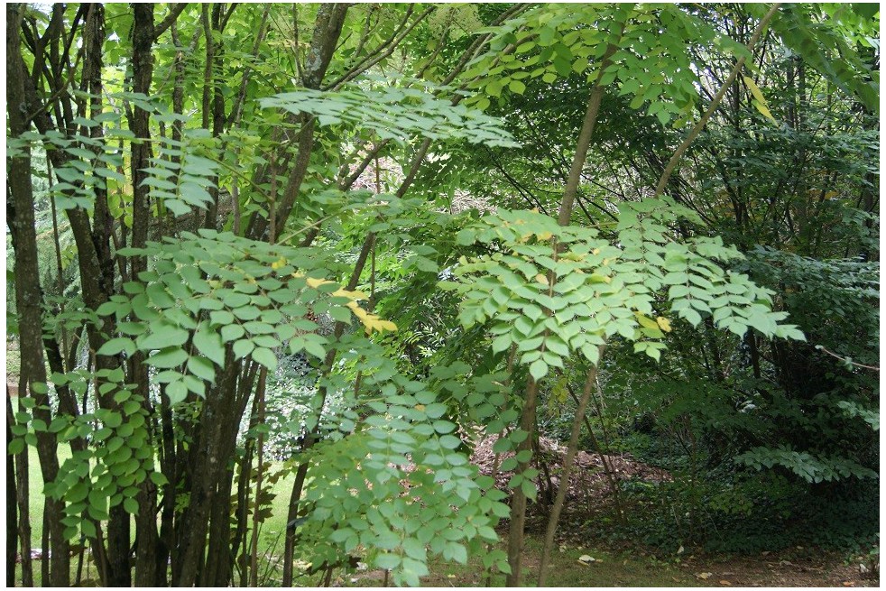 Japanese Angelica tree