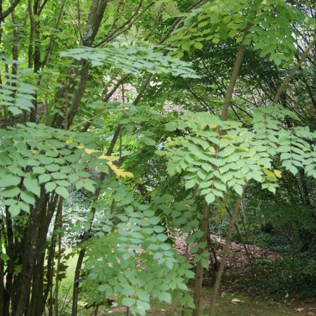 Angélique en arbre du Japon