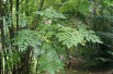 Japanese Angelica tree