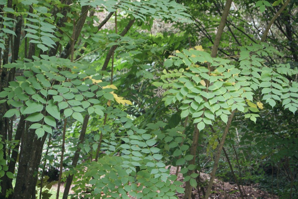 Japanese Angelica tree