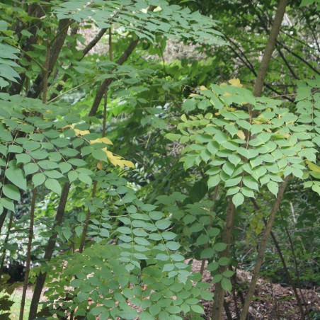 Angélique en arbre du Japon