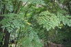 Japanese Angelica tree