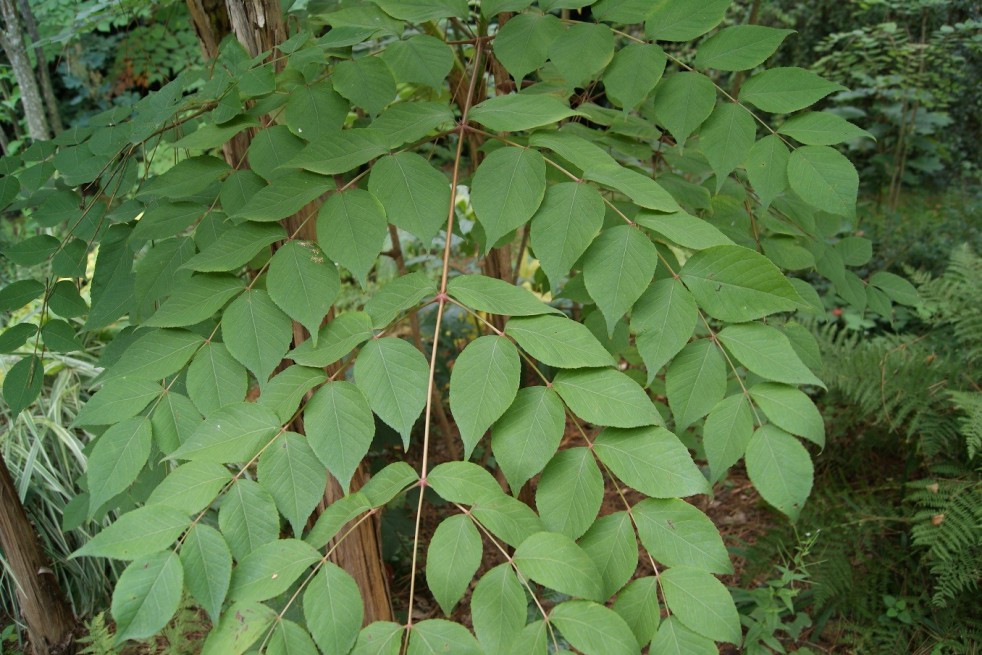 Japanese Angelica tree