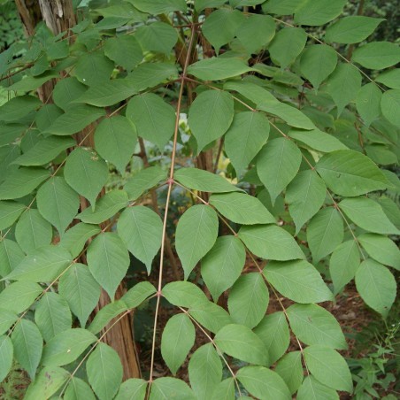 Japanese Angelica tree