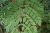 Japanese Angelica tree