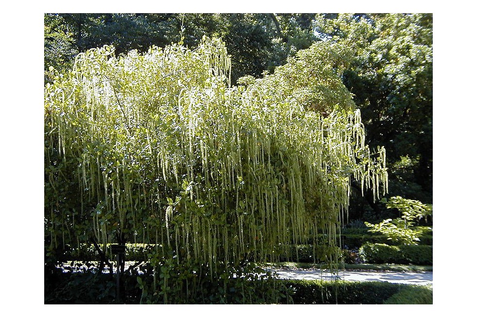 Itea à feuilles de houx (A. Barra, CC BY 3.0 , via Wikimedia Commons)