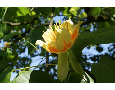 Liriodendron Tulipifera (Boland F.)
