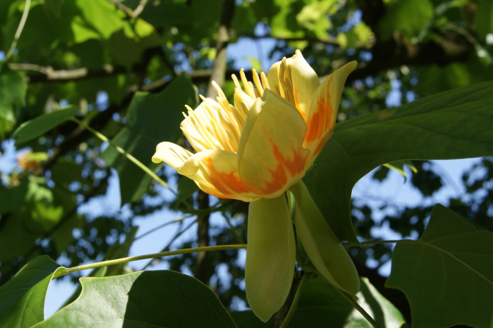 Liriodendron Tulipifera (Boland F.)