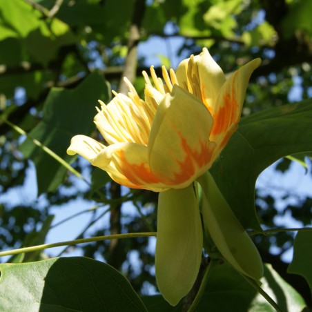 Liriodendron Tulipifera (Boland F.)