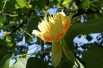 Liriodendron Tulipifera (Boland F.)