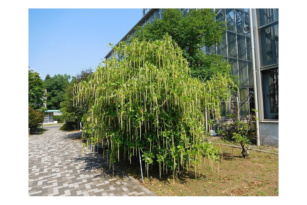 Image of Young Itea ilicifolia plant in a pot