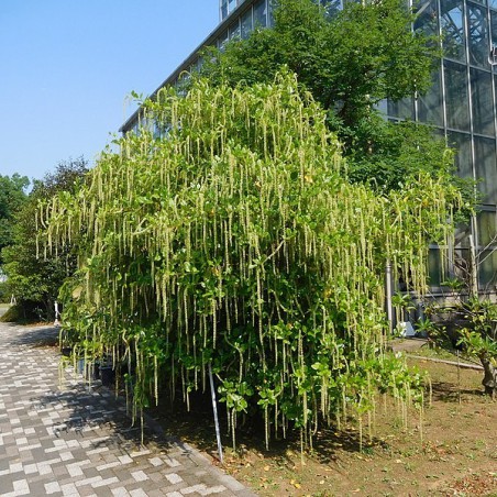 Itea à feuilles de houx (Miyuki Meinaka, CC BY-SA 4.0 , via Wikimedia Commons)