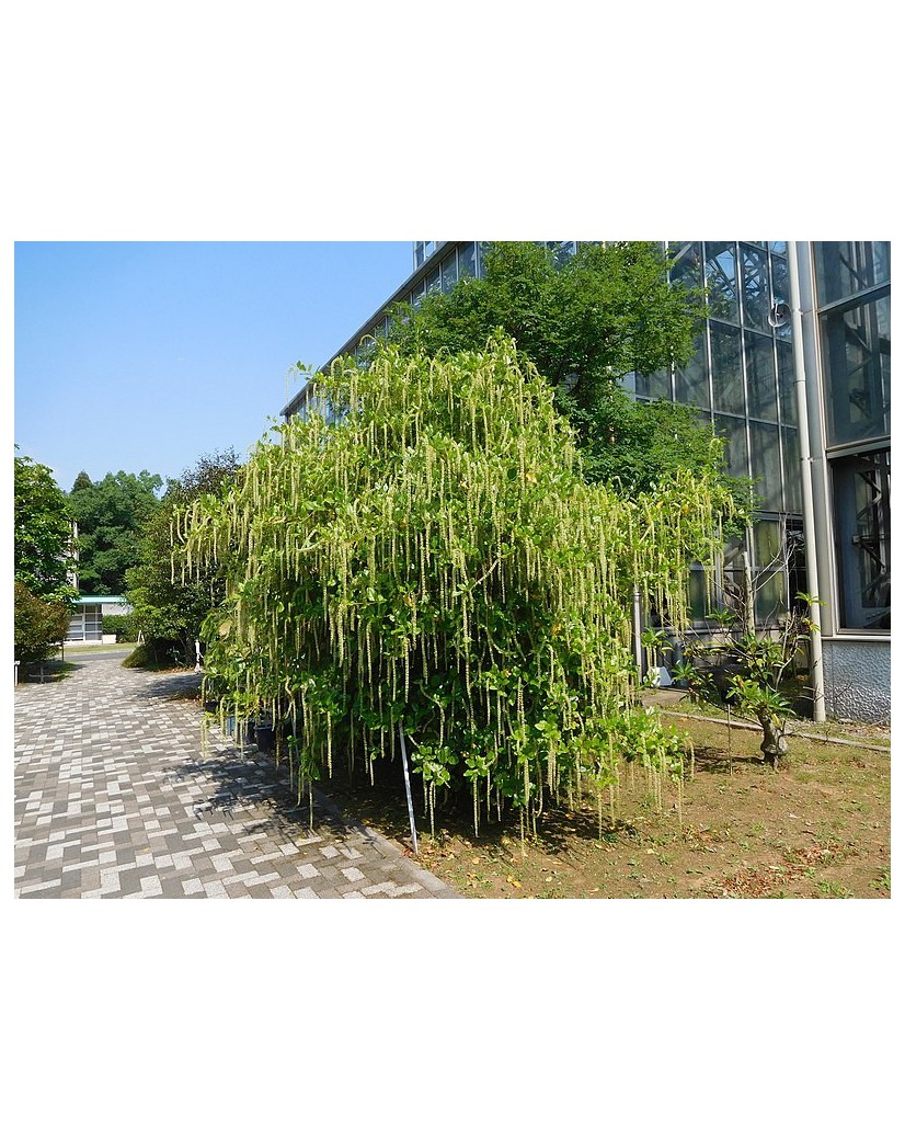 Image of Close-up of the flowers of Itea ilicifolia