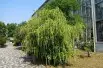 Itea à feuilles de houx (Miyuki Meinaka, CC BY-SA 4.0 , via Wikimedia Commons)
