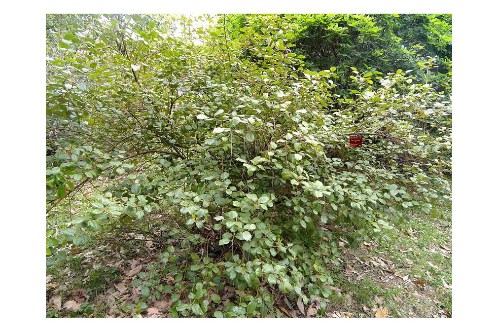 Itea à feuilles de houx (Daderot, Public domain, via Wikimedia Commons)