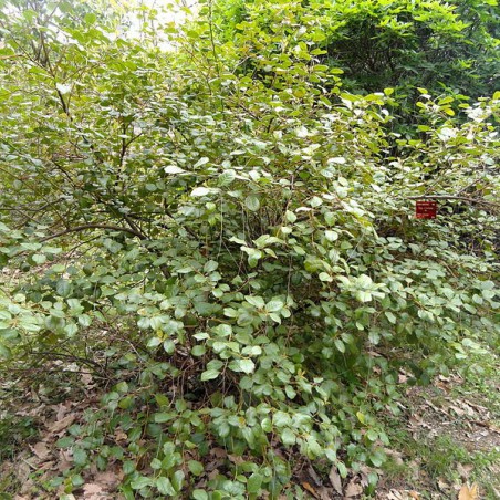 Holly-leaved sweet spire (Daderot, Public domain, via Wikimedia Commons)