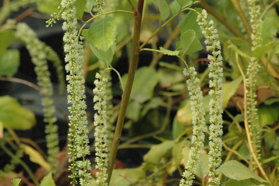 Itea à feuilles de houx