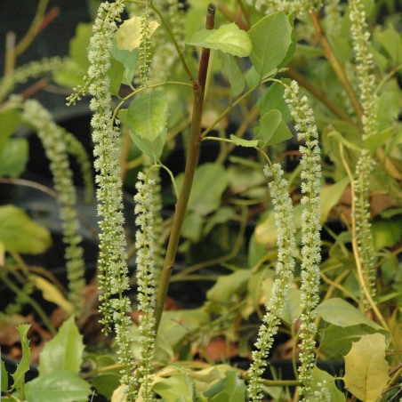Groenblijvende bloemwilg
