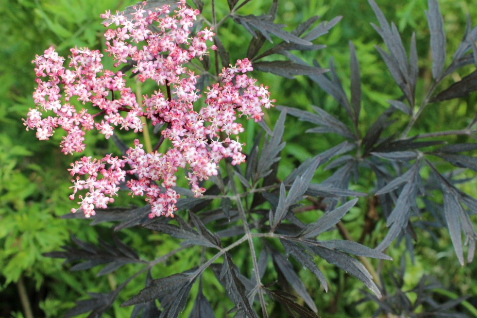 Elder Black Lace