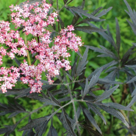 Elder Black Lace