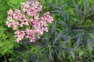 Elder Black Lace