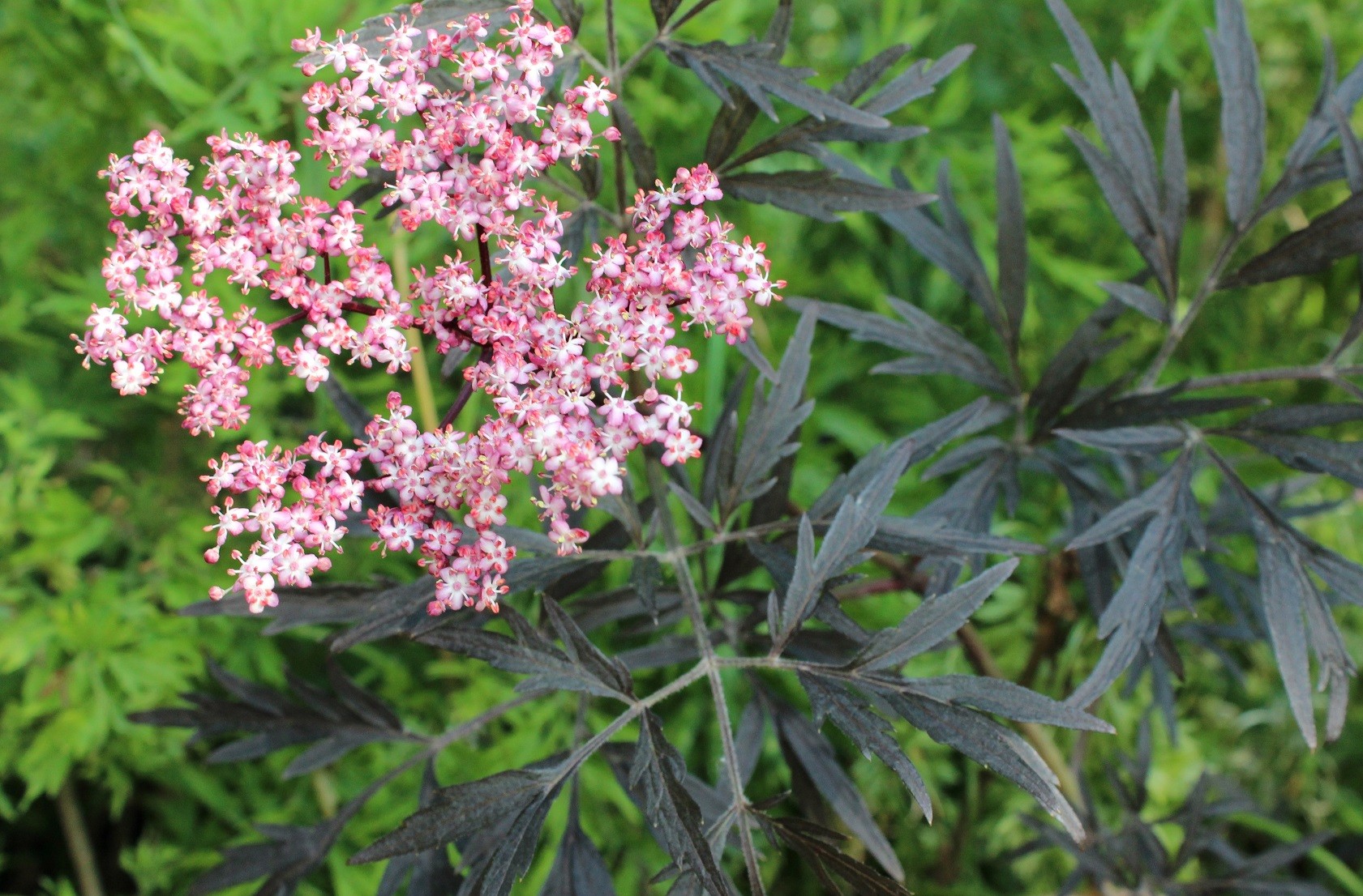 Elder Black Lace