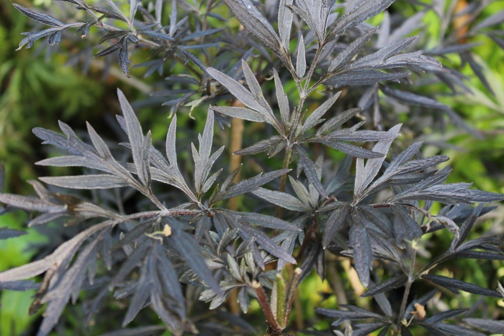 Sureau pourpre Black Lace