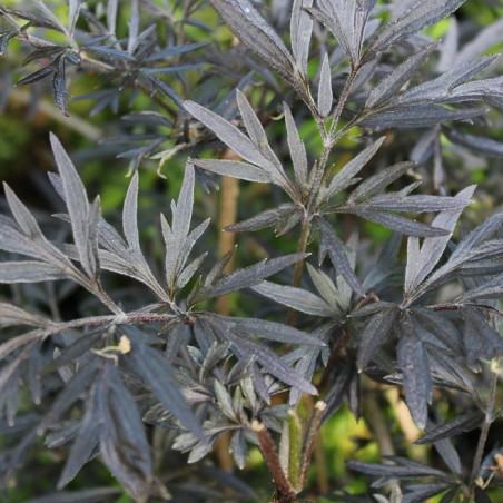 Sureau pourpre Black Lace