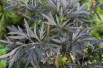 Elder Black Lace