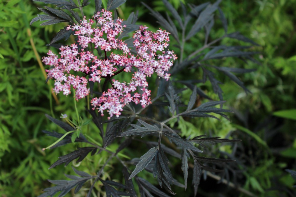 Elder Black Lace