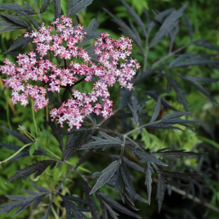 Elder Black Lace