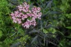 Elder Black Lace