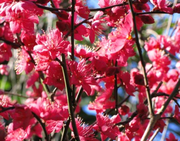 Japanese Apricot Beni-chidori (auteur photo : TANAKA Juuyoh)