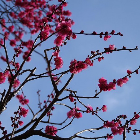Japanse abrikoos Beni Chidori (Chihiro H, CC BY 3.0 , via Wikimedia Commons)
