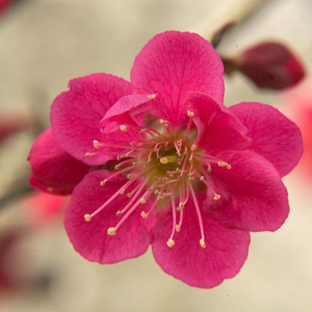 Abricotier du Japon Beni Chidori (Ka23 13, CC BY-SA 4.0 , via Wikimedia Commons)