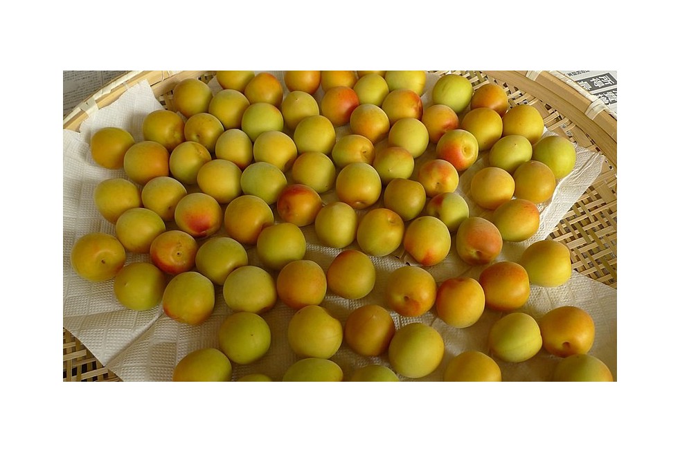Japanese Apricot Beni-chidori (auteur photo : TANAKA Juuyoh)