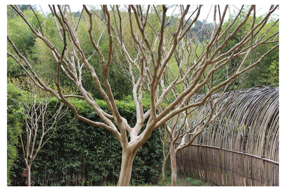 Lilas des Indes blanc