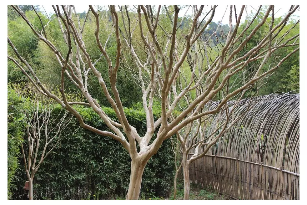 White Crape myrtle