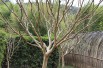 White Crape myrtle