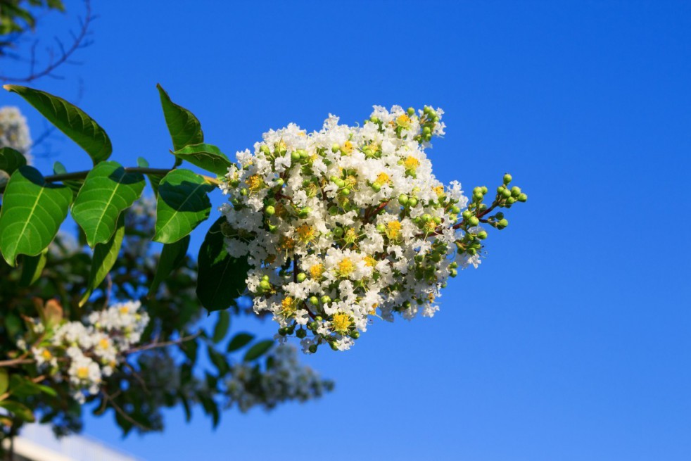 Witte lagerstroemia