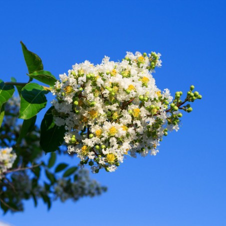 White Crape myrtle