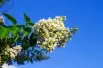 White Crape myrtle