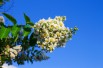 Witte lagerstroemia
