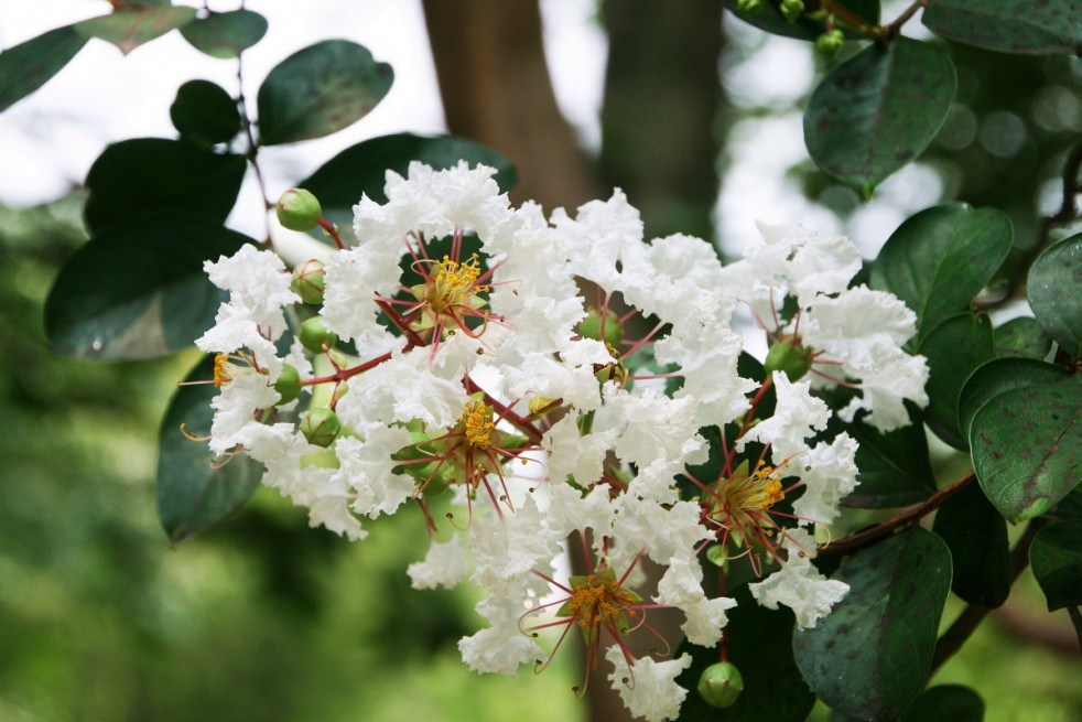 Lilas des Indes blanc - Lagerstroemia Indica Alba