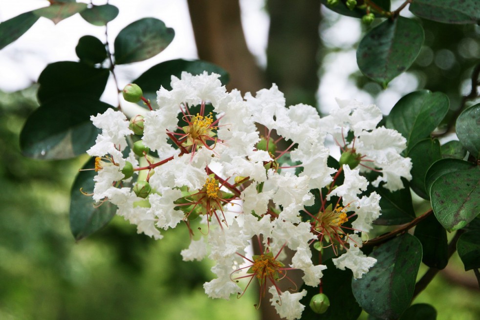 White Crape myrtle