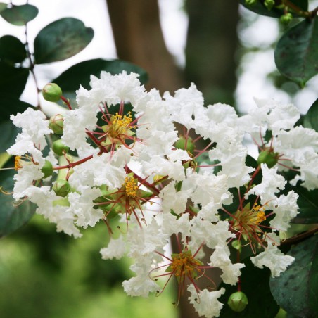 Witte lagerstroemia