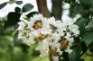 White Crape myrtle