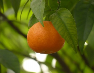 Satsuma mandarin