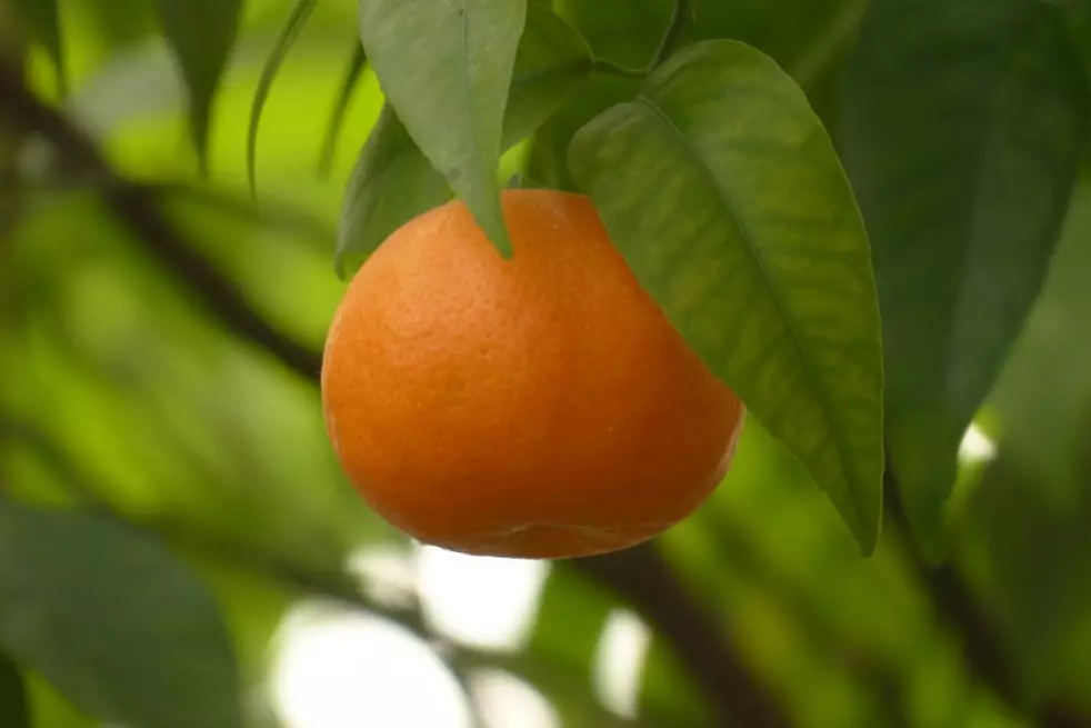 Mandarinier Satsuma