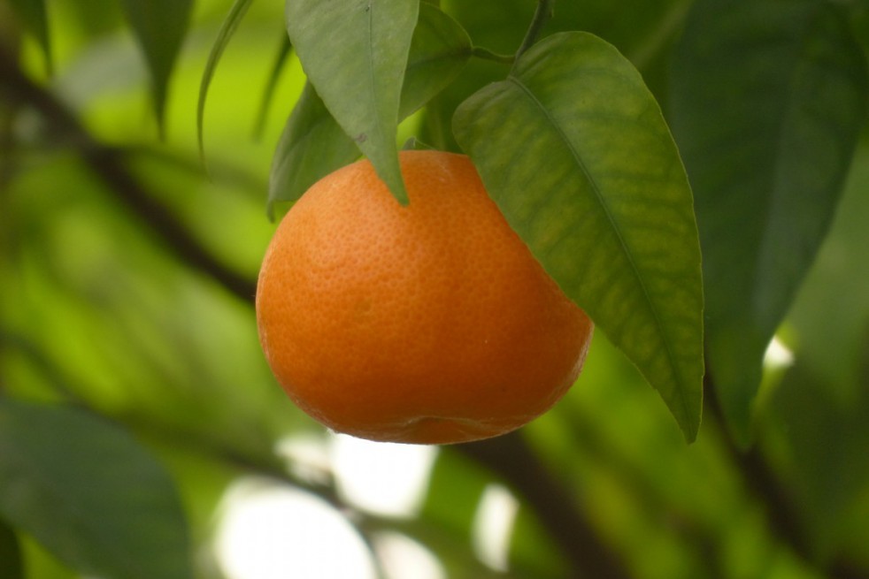 Satsuma-mandarijnboom Satsuma-mandarijnboom